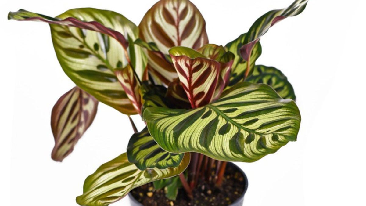 Calathea Plant Propagation  Tips For Propagating Calathea Plants |  Gardening Know How