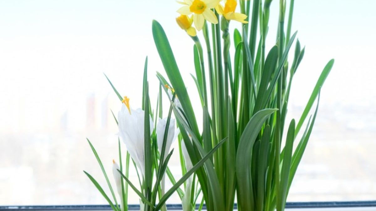 lily flower seeds Night Rider Lily Blooms Species Growing Bonsai Bulbs Roots Rhizomes Corms  Tubers Potted Planting Reblooming Fragrant Garden Flower Seeds Plant main image 1