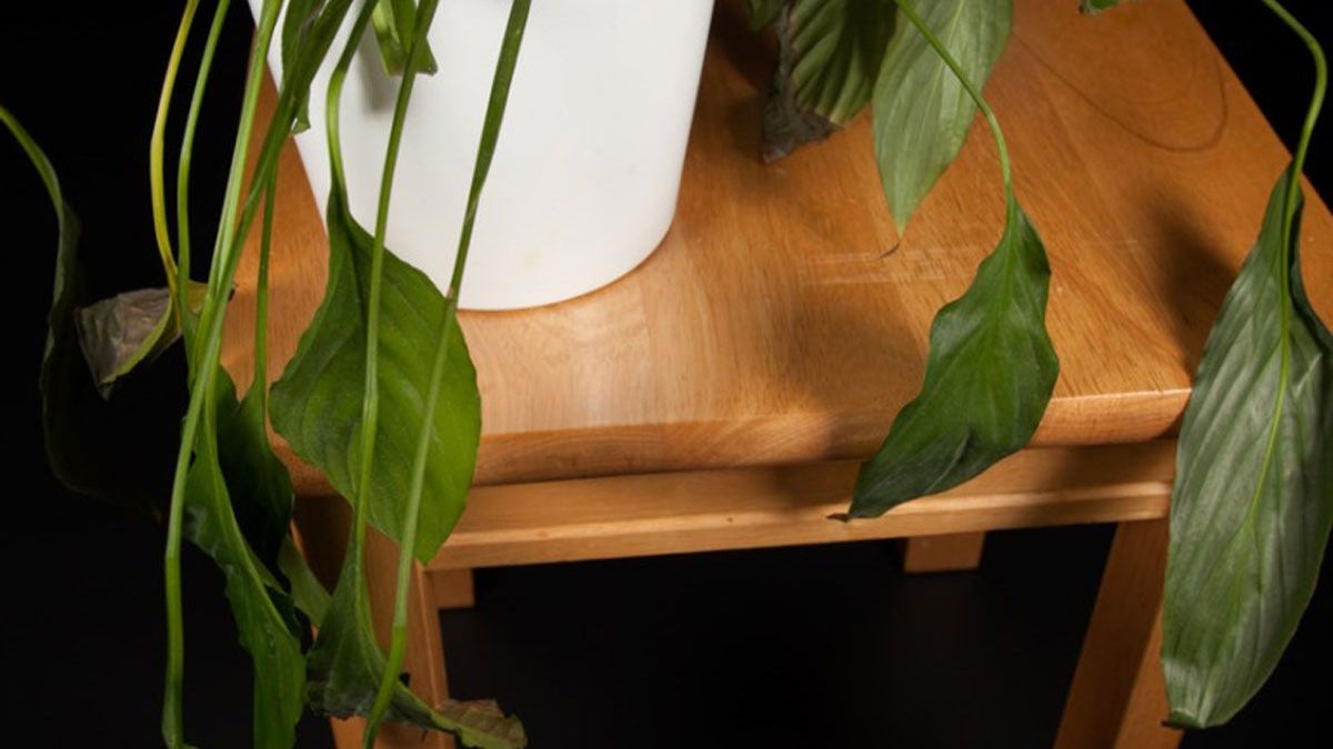 What Causes Peace Lily Leaves To Turn Yellow Or Brown