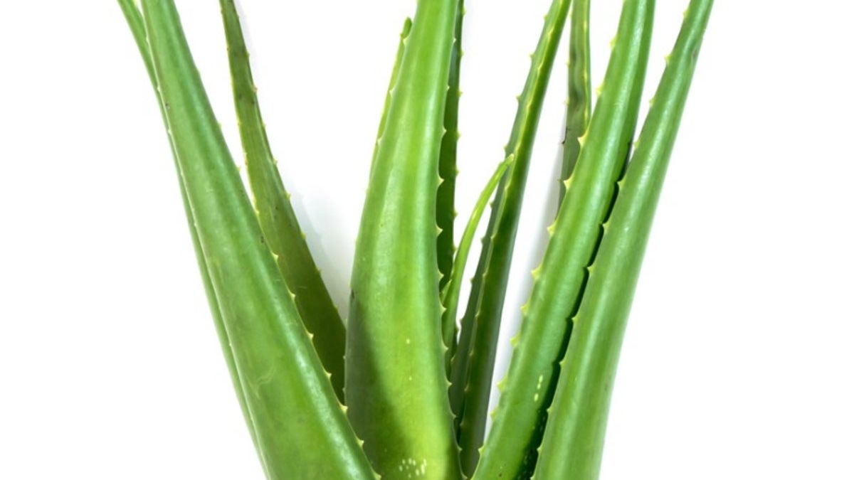 bouture philodendron Bouture Philodendron Florida Ghost