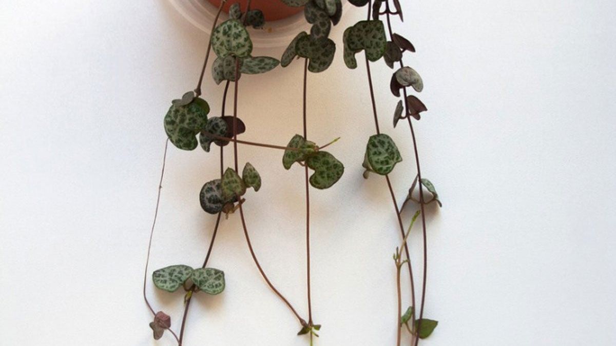 Rosary Vine Plant Care - Growing Ceropegia Rosary Vine String Of Hearts |  Gardening Know How