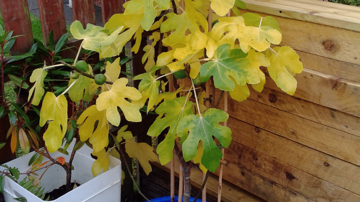 Yellow Fig Leaves: Why Are Fig Leaves Turning Yellow | Gardening ...