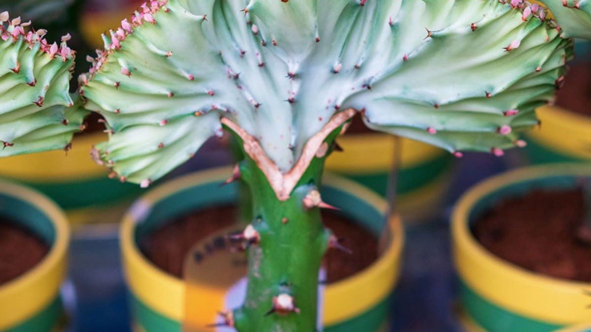 Mermaid Succulent Plants  Succulent Mermaid Tail Plant Info | Gardening  Know How