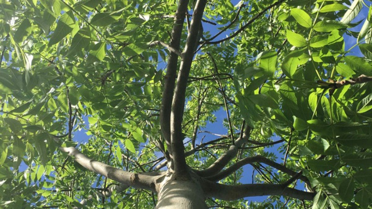 13 Species Of Ash Trees