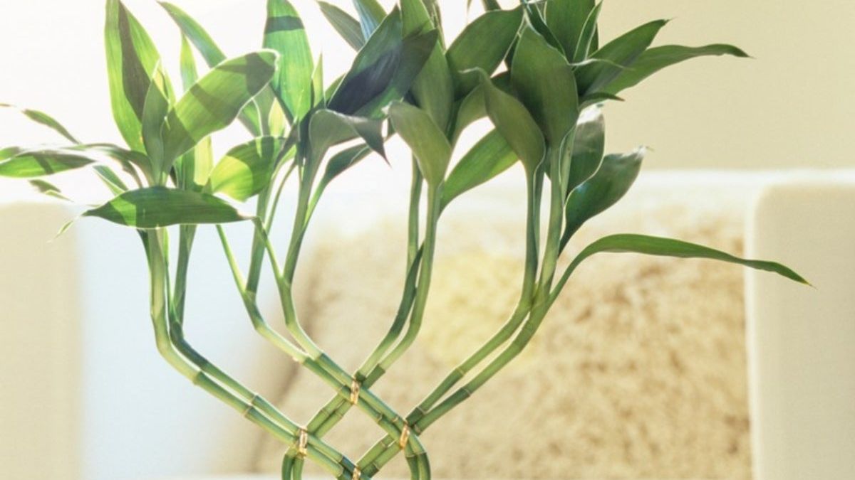 burle marxii plant Philodendron 'Burle Marx' Variegated | Plants