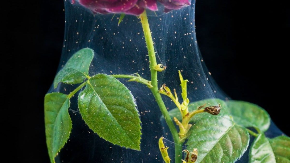 Rose Spider Mites: How To Control Spider Mites On Roses | Gardening Know How