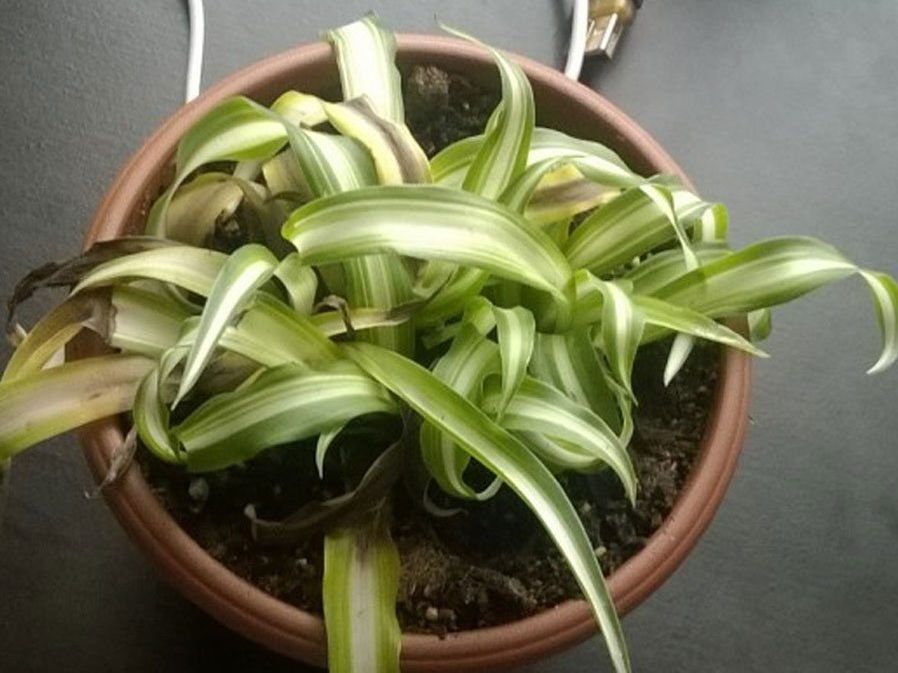 Wilting Spider Plants: Reasons A Spider Plant Leaves Look Droopy