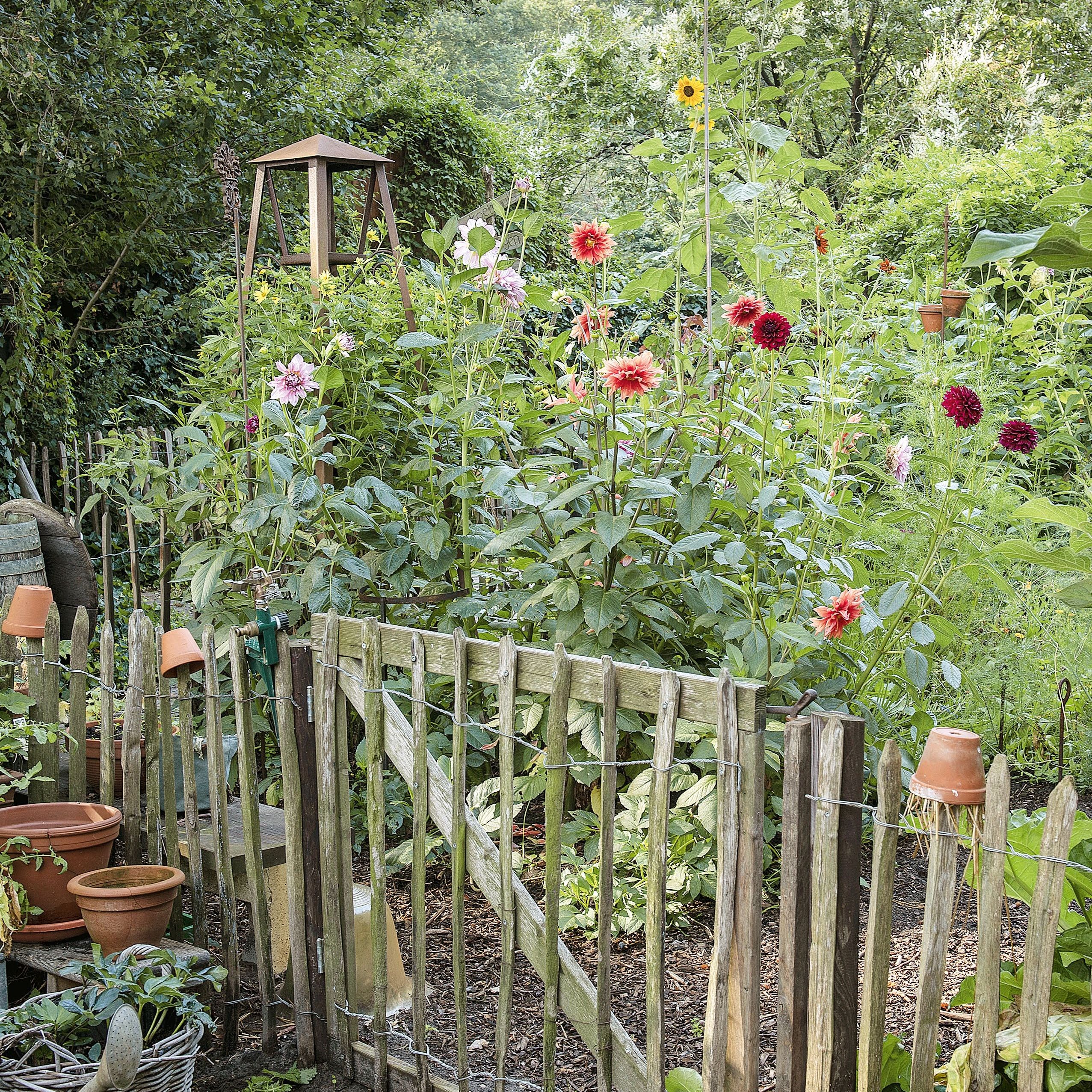 Rustic wooden garden gate with dahlias planted beyond