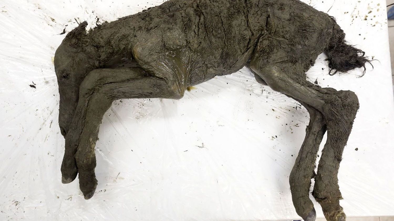 Photos: Perfectly Preserved Baby Horse Unearthed in Siberian