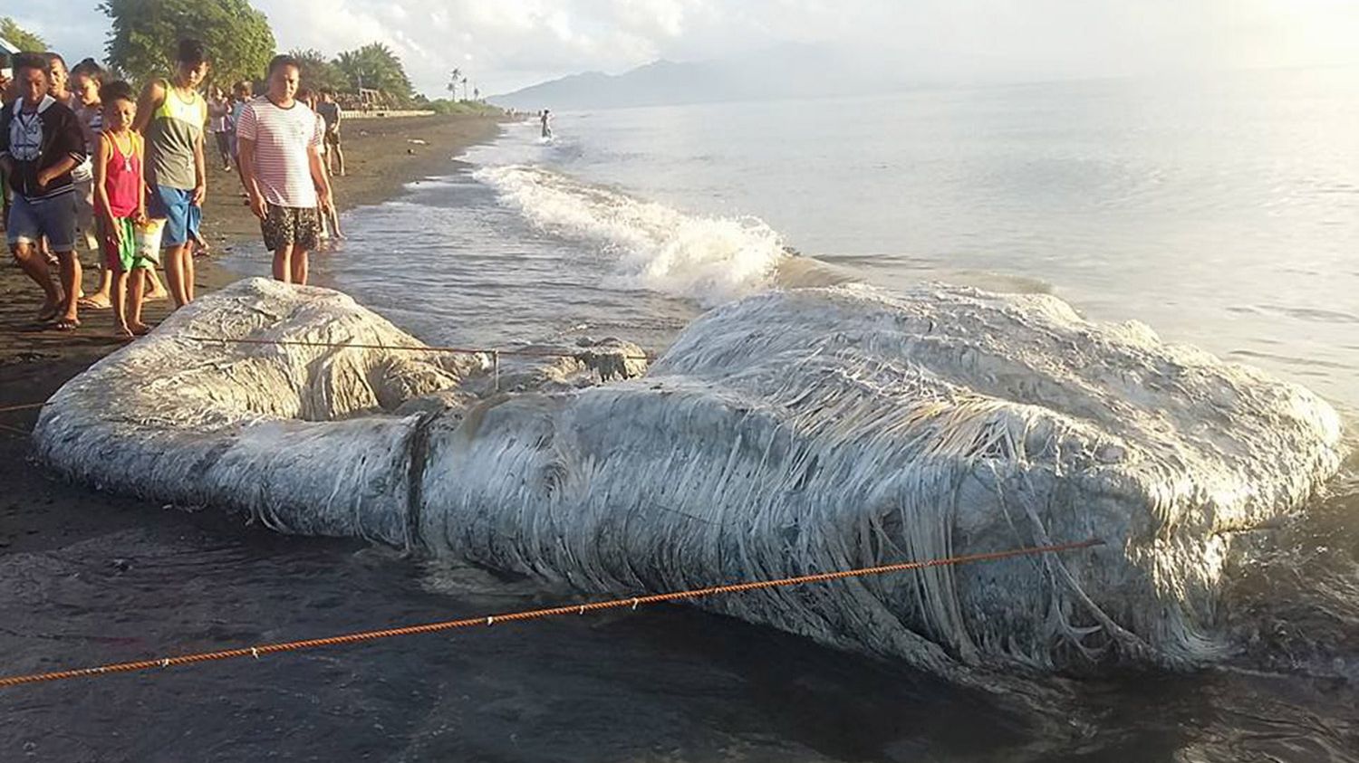 What the Heck Is This Hairy 'Sea Monster'? | Live Science