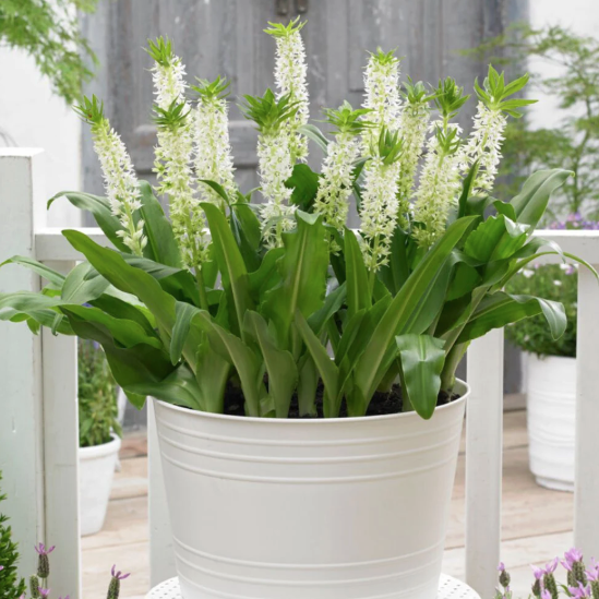 Eucomis Autumnalis White
