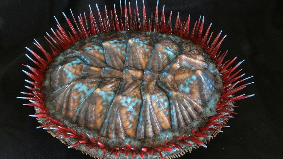 Image Gallery: Extinct Mollusk Brought to Life | Live Science