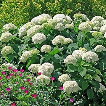 Annabelle Smooth Hydrangea - Live Plant ( 1 Qt )