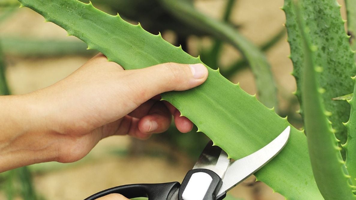 Aloe Harvesting - How And When To Harvest An Aloe Vera Plant | Gardening  Know How