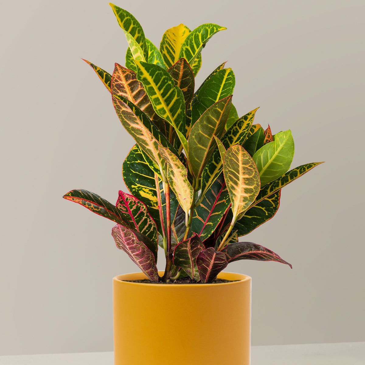 Croton Petra