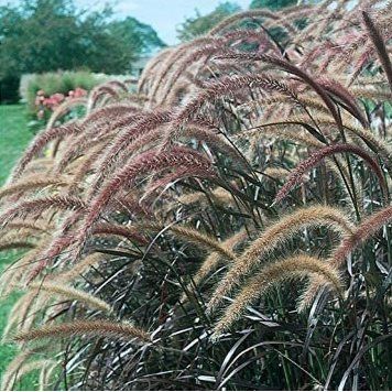 Red Fountain Grass 3 Live Plants Pennisetum Setaceum Rubrum Blooming Ornamental Grass