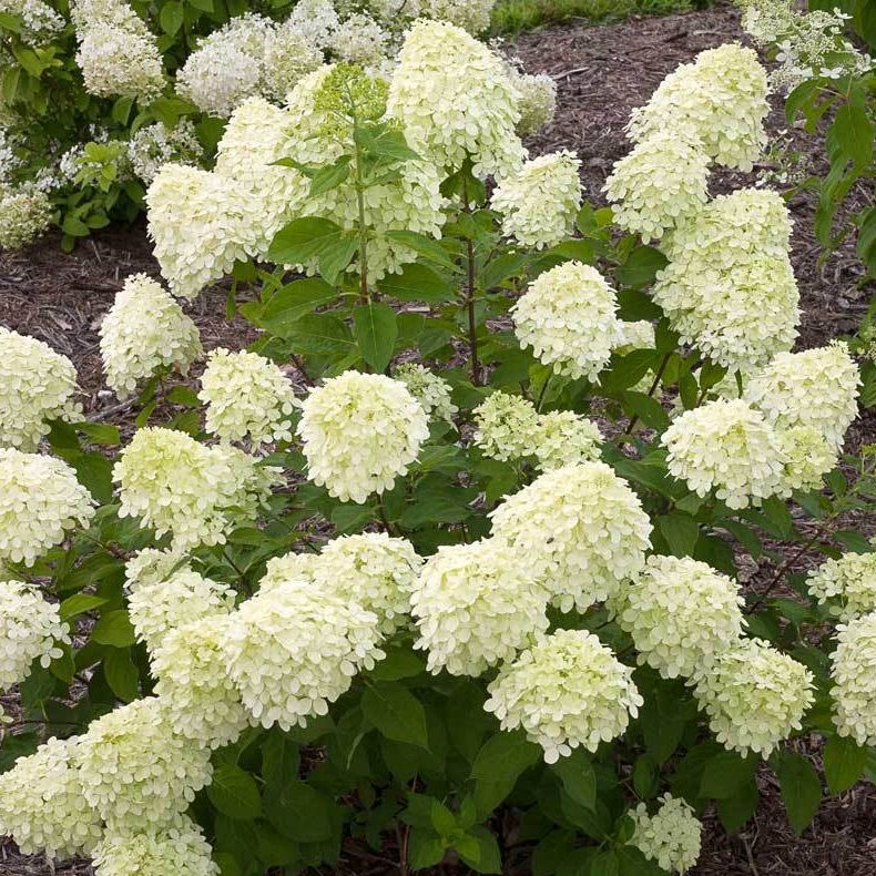 Proven Winners&amp;reg; Little Lime&amp;reg; Hydrangea Shrub