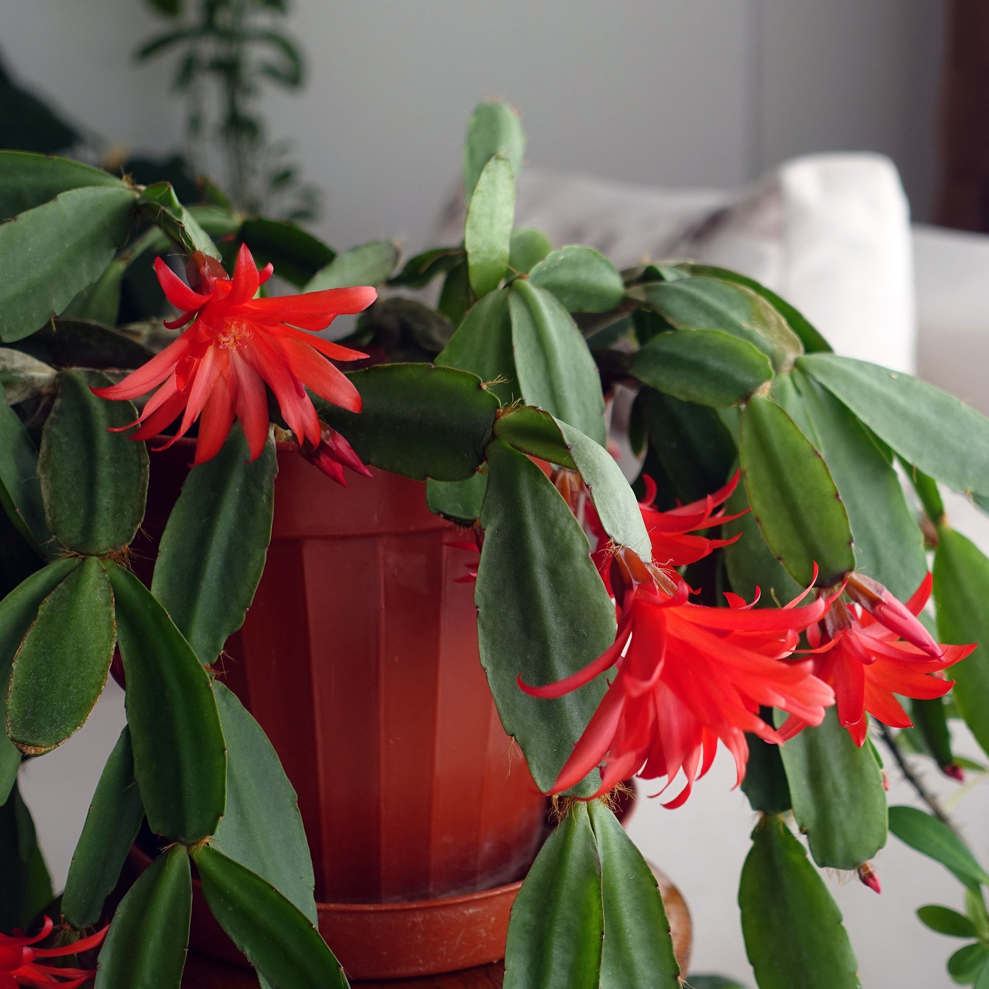 Christmas cactus with red flowers in a red pot in a beige living room