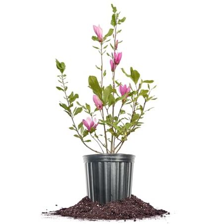 Perfect Plants Jane Magnolia Live Plant, 1 Gallon, Includes Care Guide
