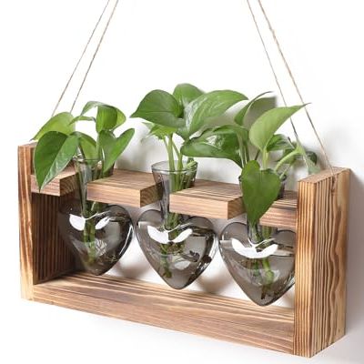 Plant Terrarium Propagation Stations Hydroponics