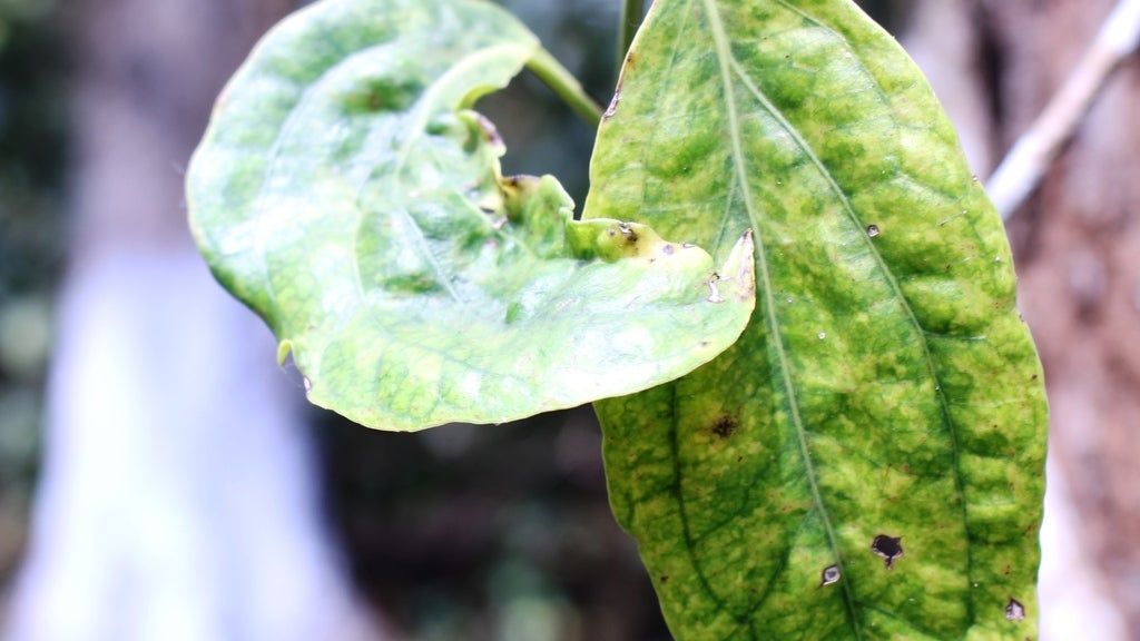 tobacco mosaic virus on peppers Mosaic Virus In Peppers - Tips On Treating Pepper Plants With Mosaic Virus