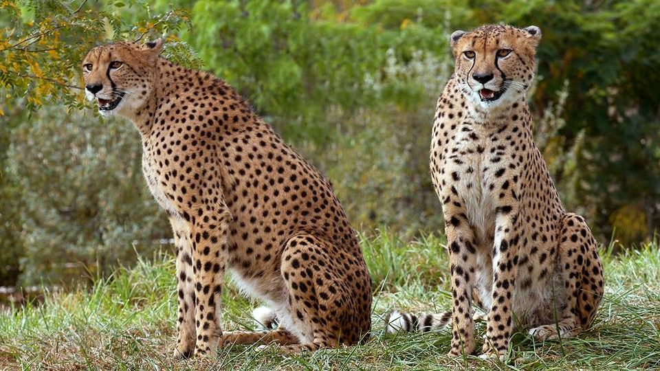 Cheetah briefly escapes from enclosure at Indianapolis Zoo | The Week