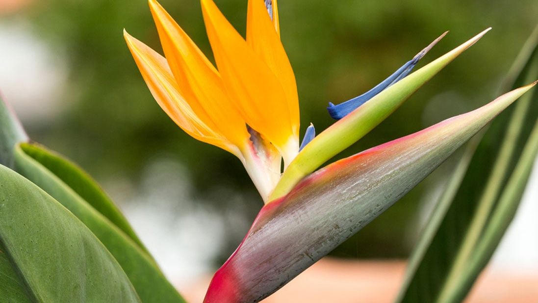 Bird Of Paradise Leaf Spot: How To Manage Bird Of Paradise Fungal Disease |  Gardening Know How
