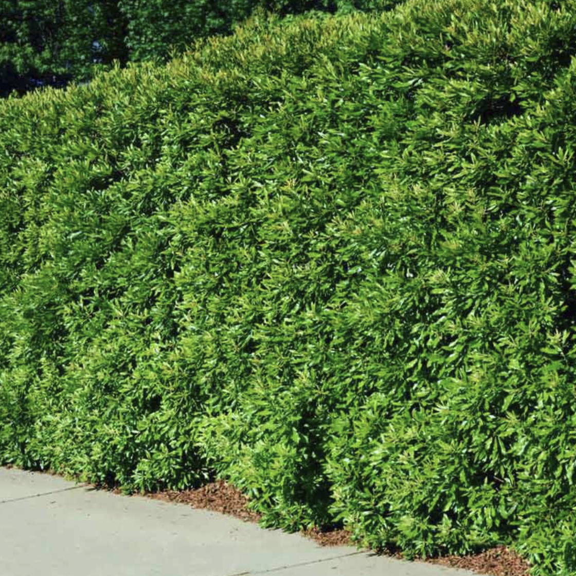 Trees.com, Wax Myrtle Tree