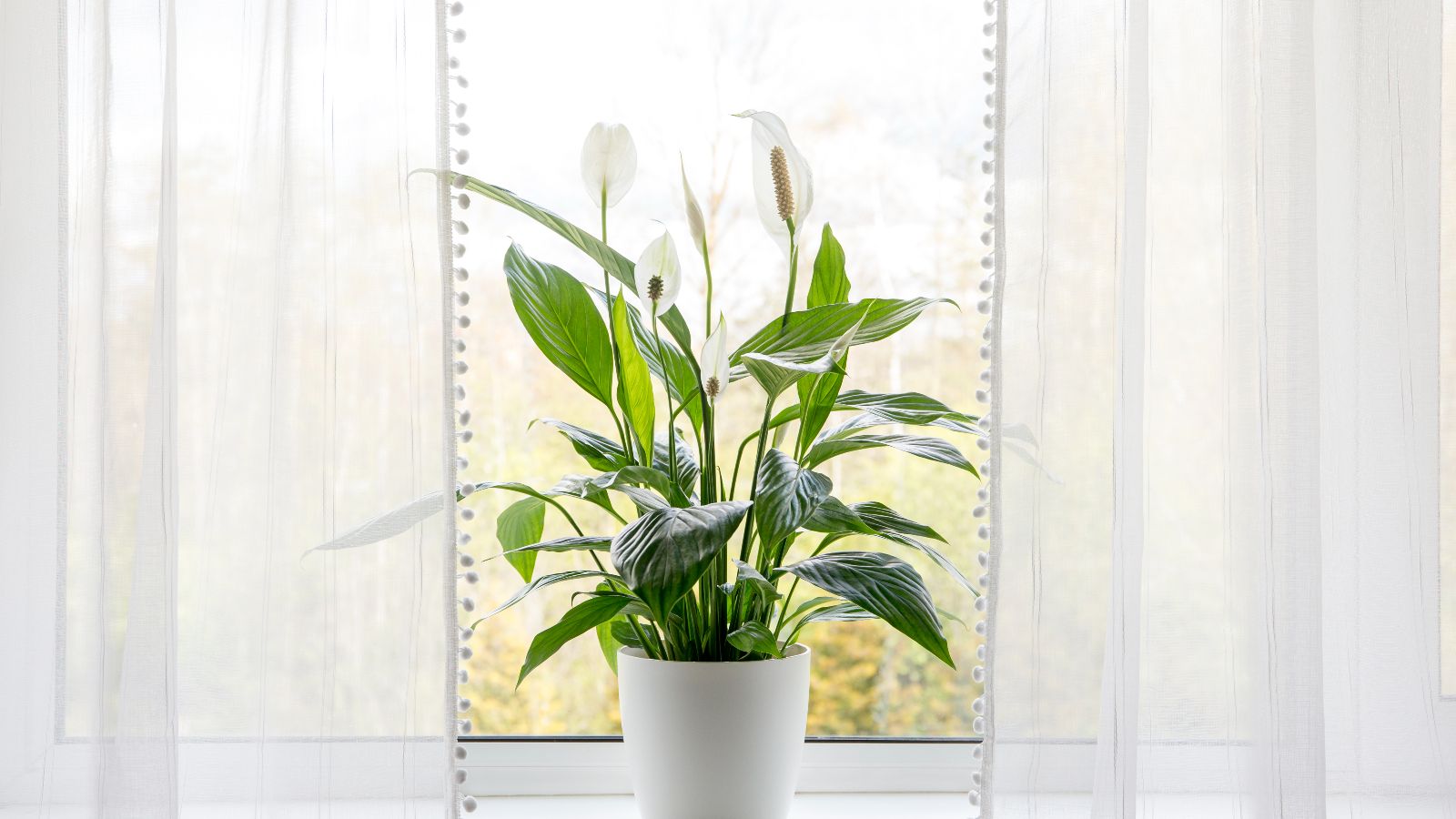 purple heart plant indoors Buy Purple Heart Phoenix, AZ | Tradescantia pallida main image 1