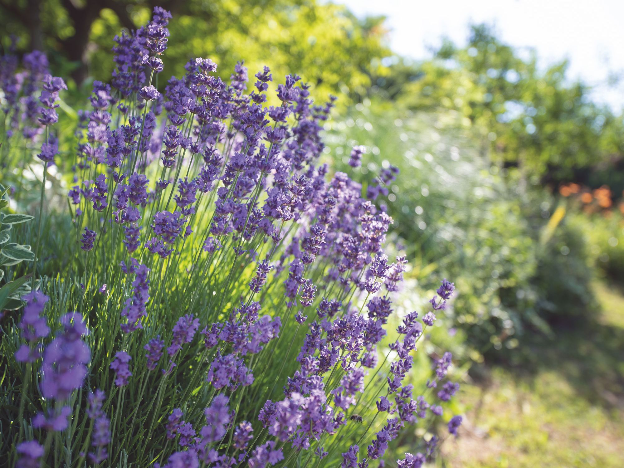 french lavender plants Lavandula dentata var. candicans