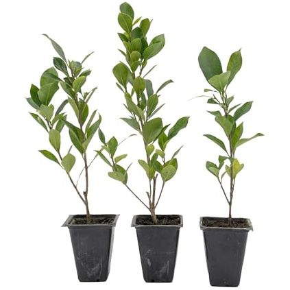 3 Indian Laurel Figs &amp;ndash; Live Ficus Nitida Plant &amp;ndash; Hardy Evergreen Tree in 2.5&amp;rdquo; Nursery Cubes &amp;ndash; Fast-Growing &amp;amp; Highly Adaptable for Hedges, Screens &amp;amp; Shade