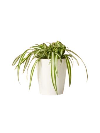 Spider Plant