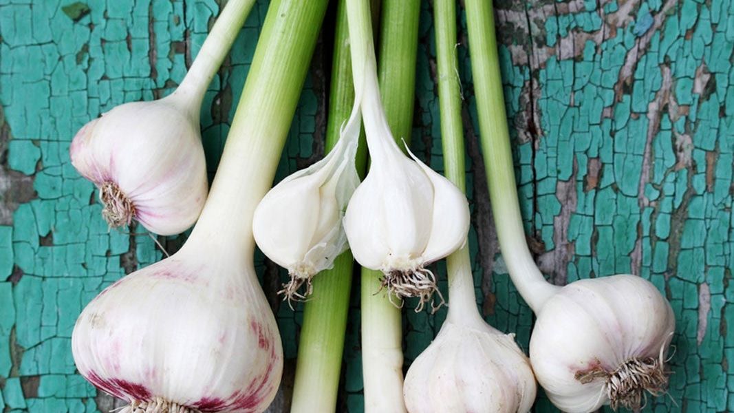Potted Garlic Plants - How To Grow Garlic In A Container | Gardening Know How