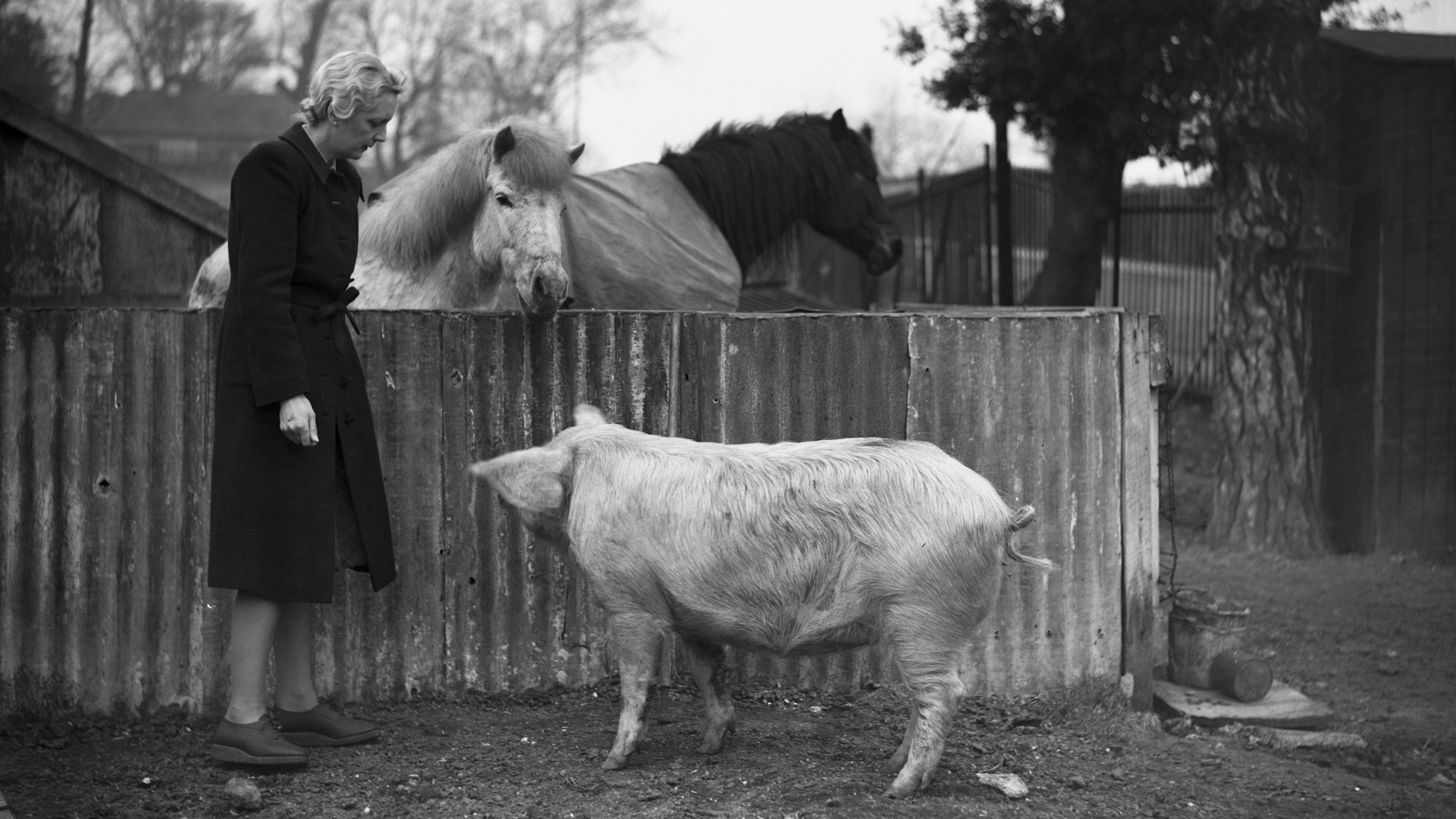 Secretary Nora Cleather visits a farm set up to produce food for the war effort, Wimbledon, London, 1st April 1942. The site was formerly the spectators&amp;amp;apos; car park at the the All England Lawn Tennis and Croquet Club. (Photo by John Eggit/Fox Photos/Hulton Archive/Getty Images)
