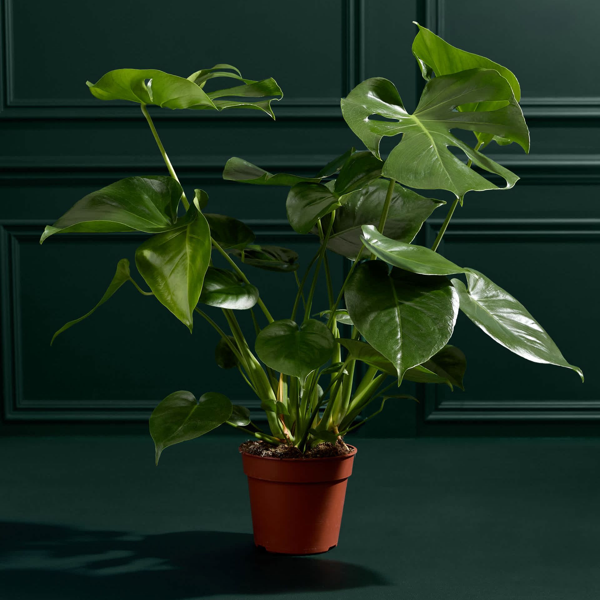 Large Monstera (swiss Cheese Plant)