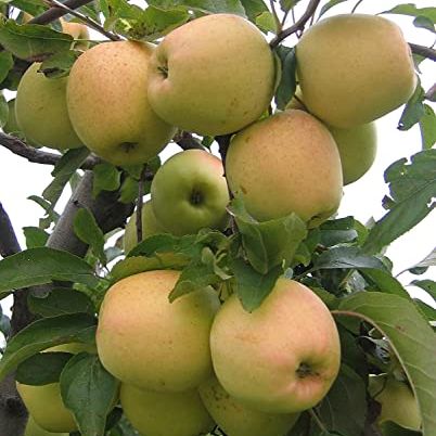 Golden Delicious Apple Tree - Grow Fresh Fruit - Live Plant Shipped 3 Feet Tall by Das Farms