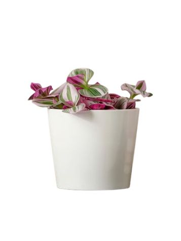 Tradescantia 