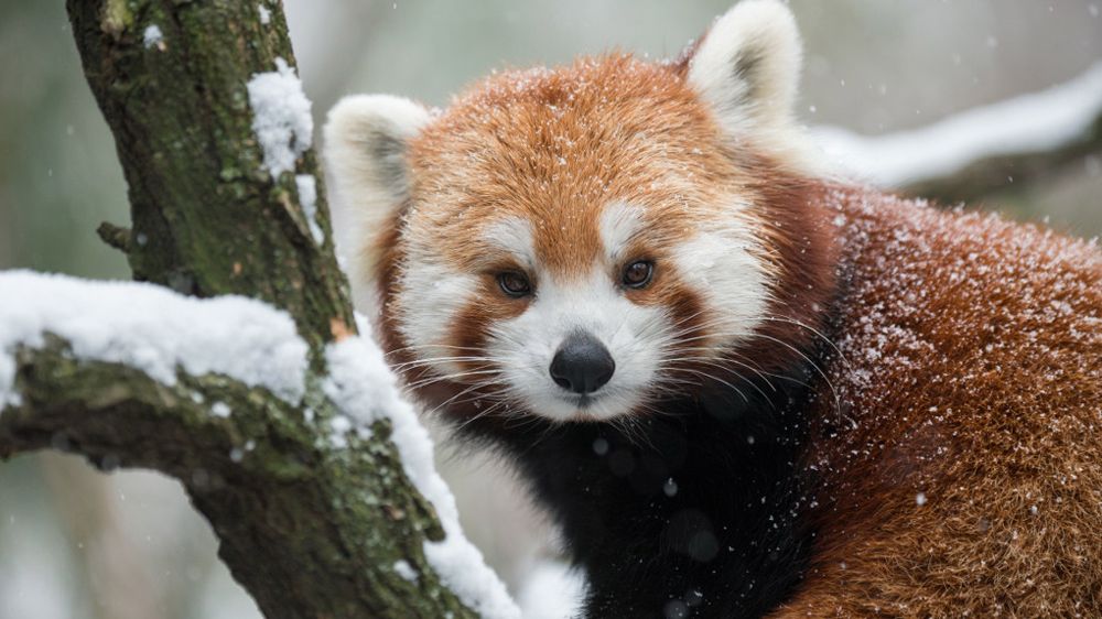 Panda No.1　STRIDER SPORT12インチ国内正規品レッド Facts About Red Pandas | Live Science