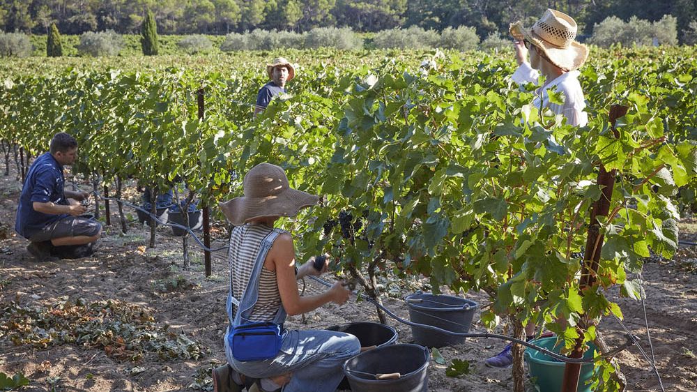 Working the harvest at a French vineyard | The Week