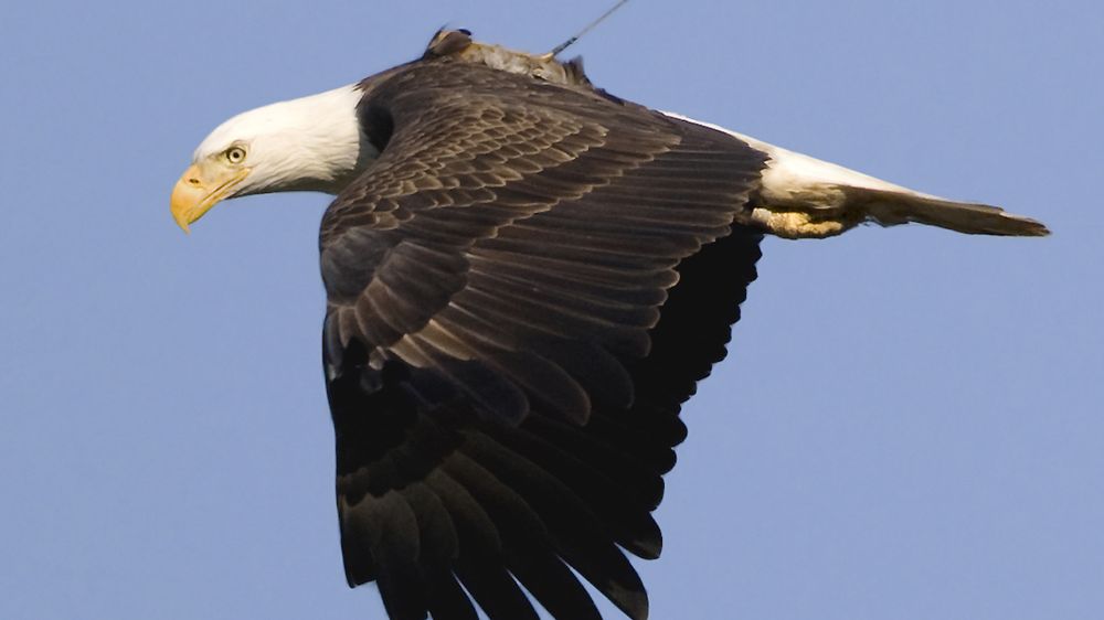 AFHLODITE　EAGLE VISION GPS $_57.JPG?set_id=880000500F