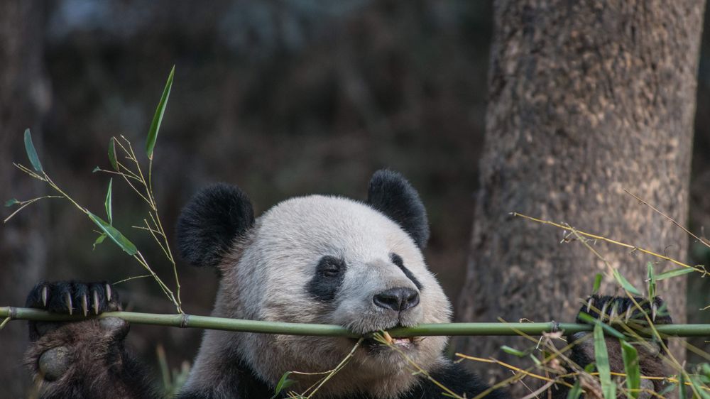 新品未開封「2026 Bamboo Forest Panda（竹林パンダ）」 qnwjGT6KDXouAveodscBbZ.jpg