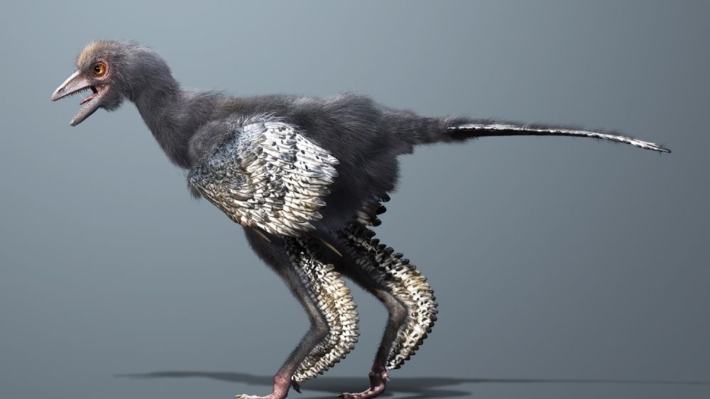 New Feathered Dino May Be World's First Bird | Live Science