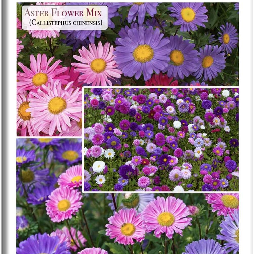 Aster Rainbow Mix Flower Seeds for Planting (callistephus Chinensis) &amp;ndash; 300+ Non-Gmo &amp;amp; Heirloom Seeds by Isla&amp;rsquo;s Garden Seeds, Brilliant Multi-Color Blooms, Easy to Grow, Gift Idea