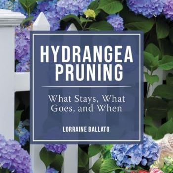 Hydrangea Pruning: What Stays, What Goes, and When