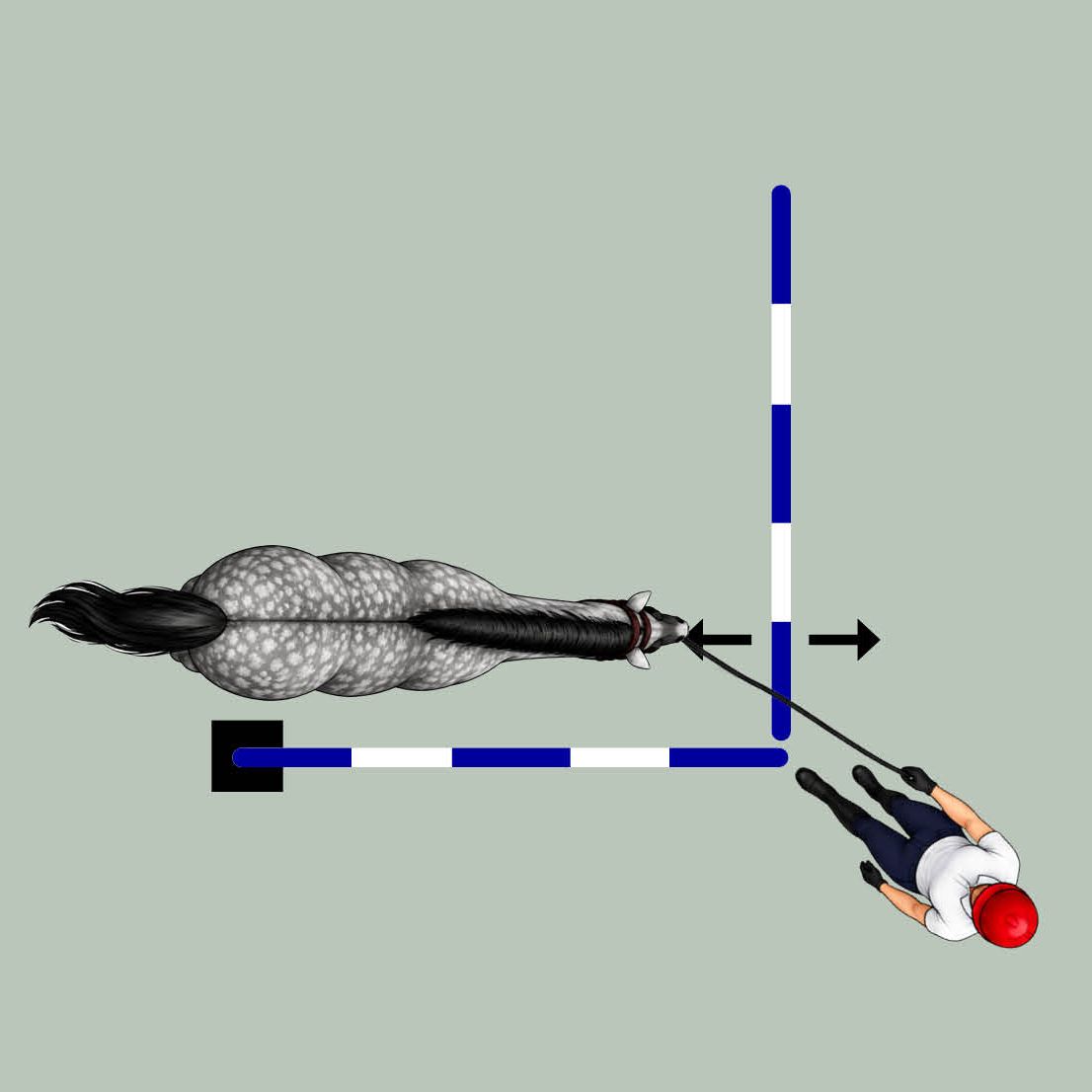 Three groundwork training exercises for horses in a diagram