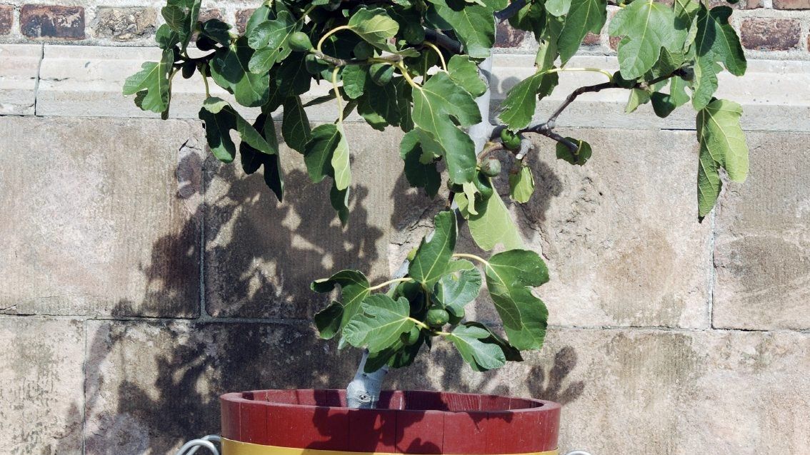 Planting Fig Trees In Pots - How To Care For Potted Fig Trees | Gardening  Know How