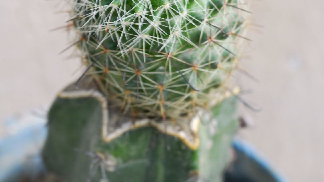 dracaena marginata cats Dracaena Marginata XL