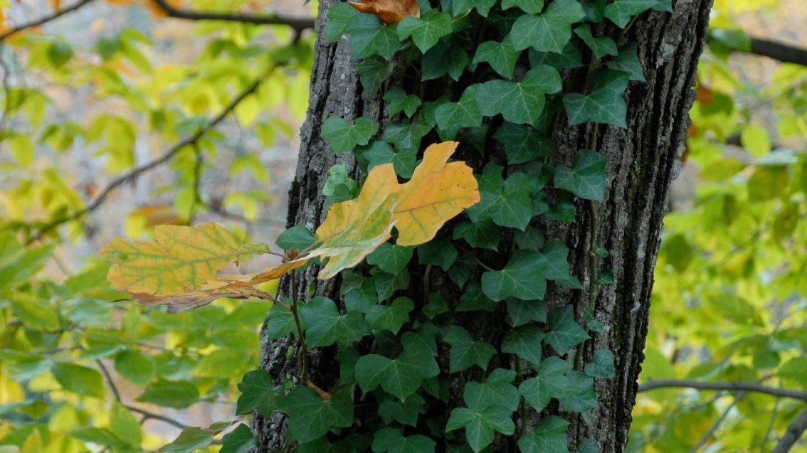 Killing English Ivy And Removing Ivy From Trees | Gardening Know How