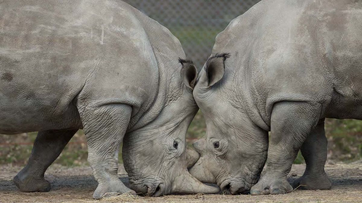 Rare White Rhino Killed for Coveted Horn at French Zoo | Live Science