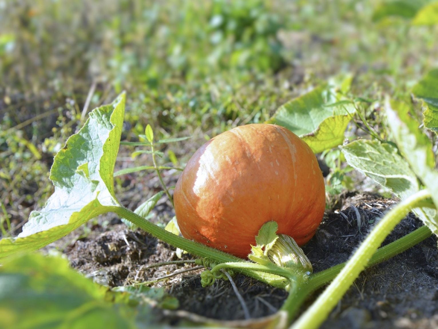 Best Fertilizer For Pumpkins 